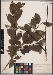 Foto von Salix caprea L.